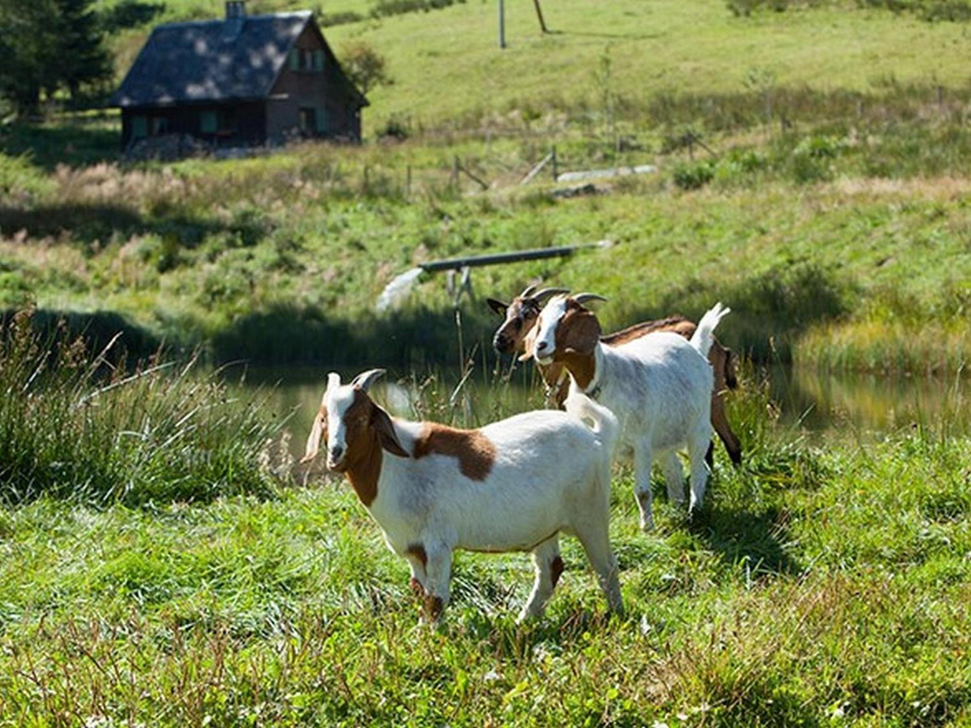 Ferienhaus Esche Hinterzarten Dış mekan fotoğraf