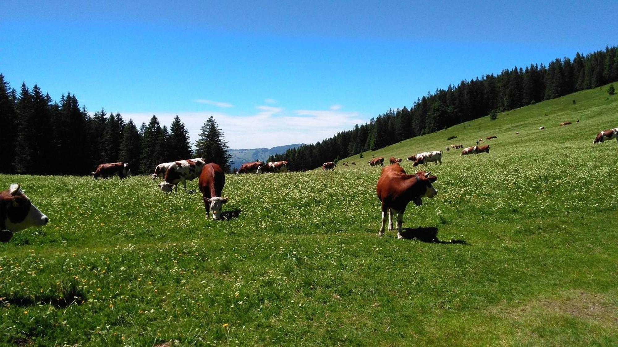 Ferienhaus Esche Hinterzarten Dış mekan fotoğraf
